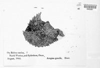 Phragmidium rubi-idaei image
